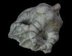 Bargain, Hylodecrinus Crinoid Fossil - Crawfordsville, Indiana #68505-2